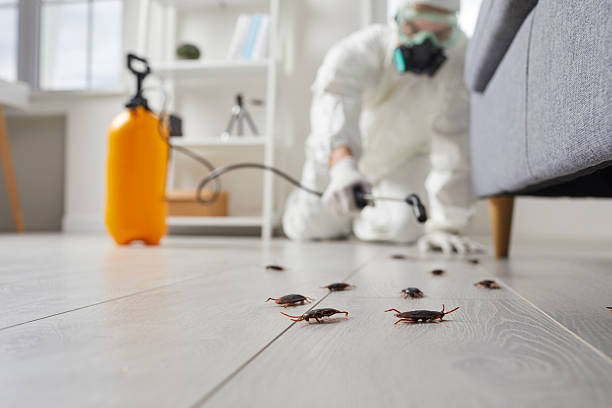 Affordable Termite Control solutions in Livingston, CA